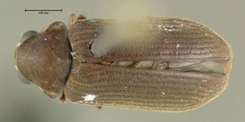 Media type: image;   Entomology 612566 Aspect: habitus dorsal view